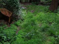 Carex remota 7, IJle zegge, Saxifraga-Hans Boll