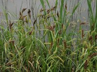 Carex riparia 11, Oeverzegge, Saxifraga-Hans Boll