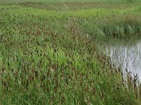 Carex riparia 14, Oeverzegge, Saxifraga-Hans Boll