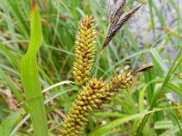 Carex riparia 21, Oeverzegge, Saxifraga-Rutger Barendse