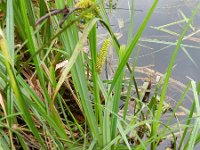 Carex riparia 22, Oeverzegge, Saxifraga-Rutger Barendse