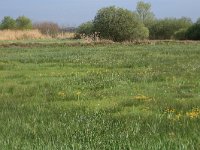 Carex riparia 27, Oeverzegge, Saxifraga-Hans Boll