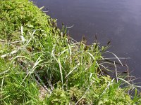 Carex riparia 3, Oeverzegge, Saxifraga-Peter Meininger