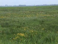 Carex riparia 32, Oeverzegge, Saxifraga-Hans Boll