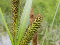 Carex riparia 34, Oeverzegge, Saxifraga-Rutger Barendse