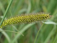 Carex riparia 8, Oeverzegge, Saxifraga-Jasenka Topic