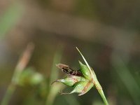 Carex rorulenta