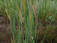 Carex rostrata, Beaked Sedge