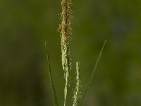 Carex sylvatica, Wood Sedge