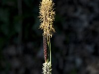 Carex tomentosa, Downy-fruited Sedge