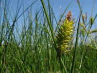 Carex vesicaria 1, Blaaszegge, Saxifraga-Rutger Barendse