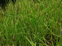 Carex vesicaria 10, Blaaszegge, Saxifraga-Hans Boll