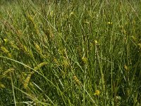 Carex vesicaria 2, Blaaszegge, Saxifraga-Jan Van der Straaten