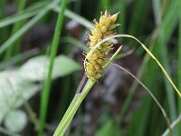 Carex vesicaria 3, Blaaszegge, Saxifraga-Rutger Barendse