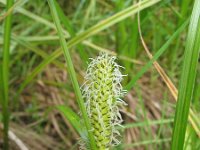 Carex vesicaria 4, Blaaszegge, Saxifraga-Jasenka Topic