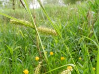 Carex vesicaria 9, Blaaszegge, Saxifraga-Rutger Barendse