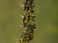 Carex vulpina, True Fox-sedge