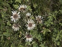 Carlina acaulis 10, Saxifraga-Willem van Kruijsbergen