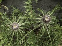 Carlina acaulis 11, Saxifraga-Willem van Kruijsbergen