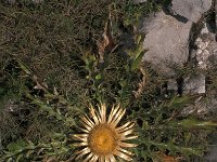 Carlina acaulis 14, Saxifraga-Jan van der Straaten