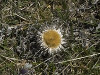 Carlina acaulis 1, Saxifraga-Jan van der Straaten