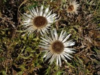 Carlina acaulis 11, Saxifraga-Harry Jans