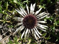 Carlina acaulis 2, Saxifraga-Jan Willem Jongepier