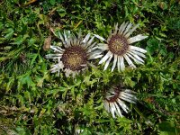 Carlina acaulis 3, Saxifraga-Ed Stikvoort