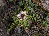 Carlina acaulis 4, Saxifraga-Ed Stikvoort