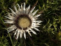 Carlina acaulis 5, Saxifraga-Jan van der Straaten