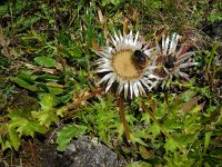 Carlina acaulis 6, Saxifraga-Ed Stikvoort