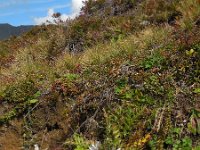 Carlina acaulis 7, Saxifraga-Ed Stikvoort