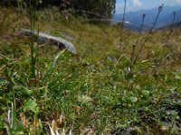 Carlina acaulis 8, Saxifraga-Ed Stikvoort