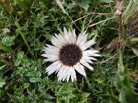 Carlina acaulis 9, Saxifraga-Simone van Velzen