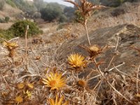 Carlina racemosa 2, Saxifraga-Ed Stikvoort