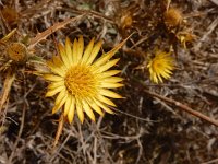 Carlina racemosa 3, Saxifraga-Ed Stikvoort