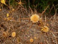 Carlina racemosa 6, Saxifraga-Ed Stikvoort