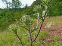 Carlina vulgaris 37, Driedistel, Saxifraga-Hans Grotenhuis