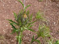 Carlina vulgaris 38, Driedistel, Saxifraga-Hans Grotenhuis