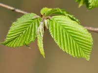 Carpinus betulus 18, Haagbeuk, Saxifraga-Tom Heijnen