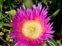 Carpobrotus edulis 20, Saxifraga-Sonja Bouwman  Hottentotvijg - Carpobrotus edulis - Aizoaceae familie; Vale da Telha, Sagres, Cabo de Sao Vicente, Praia da Boca do Rio (Pt)