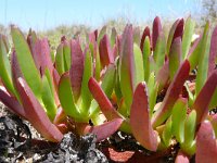 Carpobrotus edulis 26, Saxifraga-Tom Heijnen