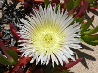 Carpobrotus edulis 28, Saxifraga-Tom Heijnen