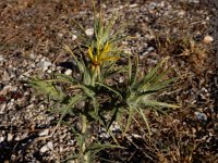 Carthamus lanatus 17, Wollige saffloer, Saxifraga-Ed Stikvoort : Els Arcs