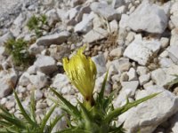 Carthamus lanatus 4, Wollige saffloer, Saxifraga-Jasenka Topic