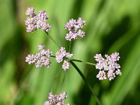 Carum carvi 14, Karwij, Saxifraga-Sonja Bouwman  Karwij - Carum carvi - Apiaceae familie; Zinal, Alp Trider (Zw)