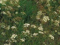 Carum verticillatum 1, Kranskarwij, Saxifraga-Piet Zomerdijk