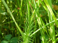 Carum verticillatum 3, Kranskarwij, Saxifraga-Rutger Barendse