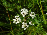 Carum verticillatum 4, Kranskarwij, Saxifraga-Rutger Barendse