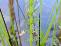 Carum verticillatum 5, Kranskarwij, Saxifraga-Rutger Barendse